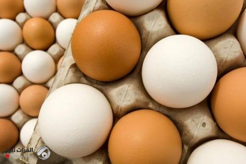 إرتفاع أسعار البيض والدجاج.. والزراعة تطمئن