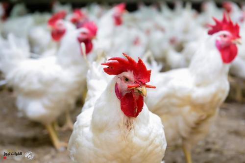 الزراعة تكشف {للفرات نيوز} أسباب أرتفاع أسعار الدجاج الحي في الأسواق المحلية
