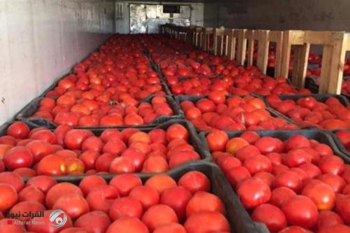العراق يصدر فائضه من الطماطم الى السعودية