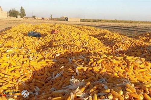 الزراعة تباشر بصرف مستحقات مسوقي الذرة الصفراء