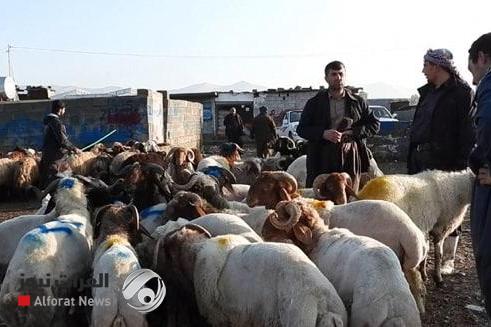المواشي المستوردة تهدد الثروة الحيوانية في كردستان
