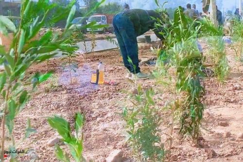 بالصور.. محافظة بغداد تعلن زراعة ١٠ الاف شتلة زراعية في قضاء الزهور