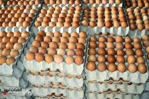 محافظة عراقية تنتج حصيلة قياسية من بيض المائدة في شهر