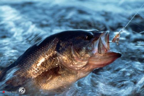 دراسة حديثة تكشف مفاجأة عما تأكله الأسماك منذ 70 سنة