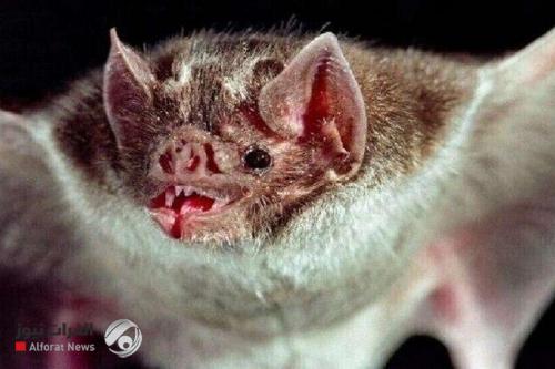 اكتشاف أول أقارب فيروس الحصبة الألمانية في الخفافيش