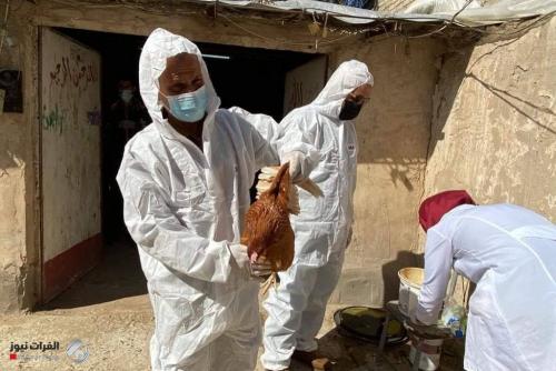 البيطرة تعلن السيطرة على بؤر انفلونزا الطيور في مناطق حزام بغداد