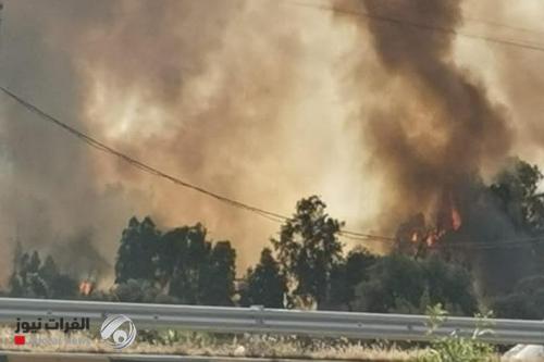 بالصور.. غابات الموصل تحترق