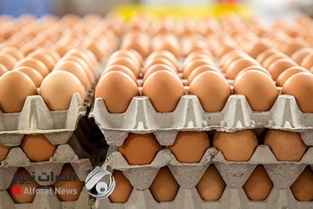 وزير الزراعة يعلن إنشاء مراكز تسويقية لبيع البيض بخمسة آلاف دينار للطبقة الواحدة