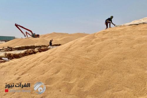 وزير التجارة: انتاج الحنطة تجاوز الـ 4.7 ملايين طن