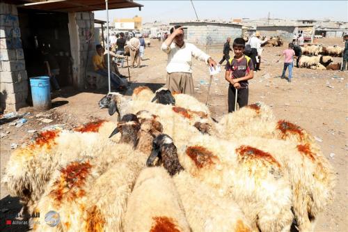 كورونا يحرم الفقراء من اضاحي العيد في مدن كردستان