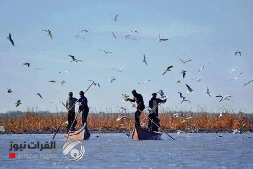 تسجيل 50 نوعاً من الطيور والأسماك في أهوار ميسان