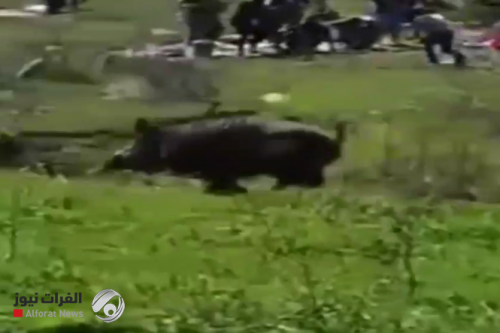 بالفيديو.. خنزير ضخم يهاجم محتفلين بنوروز في السليمانية
