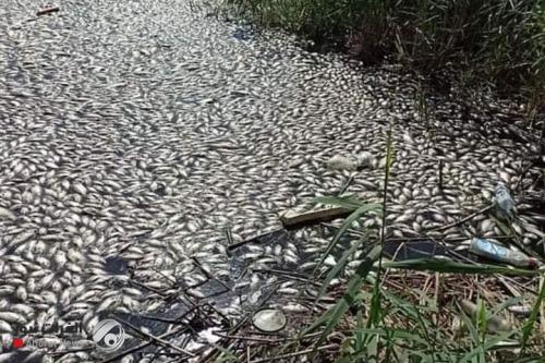 الزراعة النيابية: خسارة كبيرة للثروة السمكية في بحيرة الرزازة