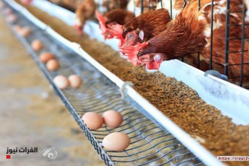 الزراعة تصرح بشأن البيض والدجاج.. "لا ننصاع لرغبات التجار"