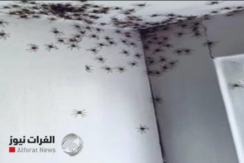 بالفيديو.. مشهد مرعب لحشرات اكلة اللحوم تغزو غرفة استرالية